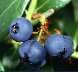 sveikatai naudingi vaisiai 3
